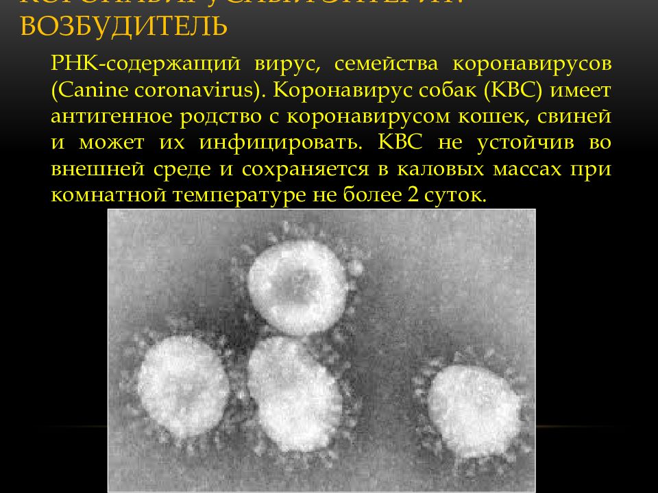 Экспресс тест на парвовирусный энтерит собак. Коронавирусы фото. Штаммы sars-cov-2. Аденовирусная инфекция у собак. Инфекционный перитонит кошек фип.
