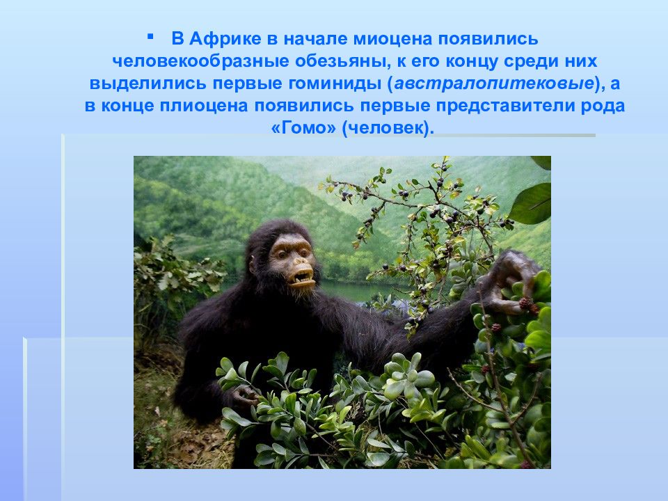 Первые представители рода человек. Приматы кайнозойской эры. Человекообразные обезьяны неоген. Человекоподобные обезьяны неоген. Человекообразные обезьяны в миоцен.