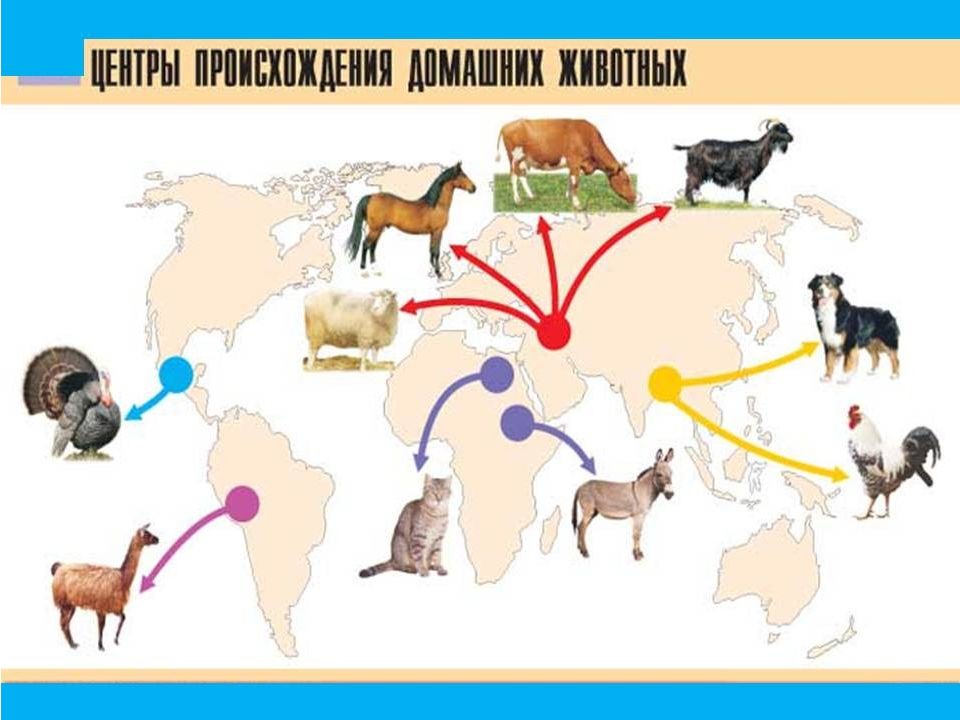 Доместикация и селекция презентация