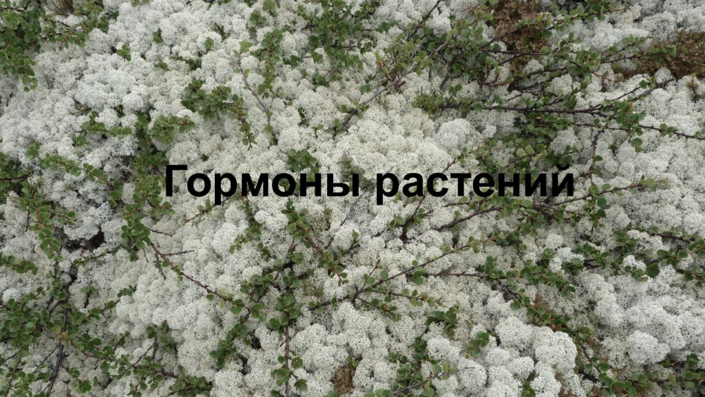 Гормоны растений