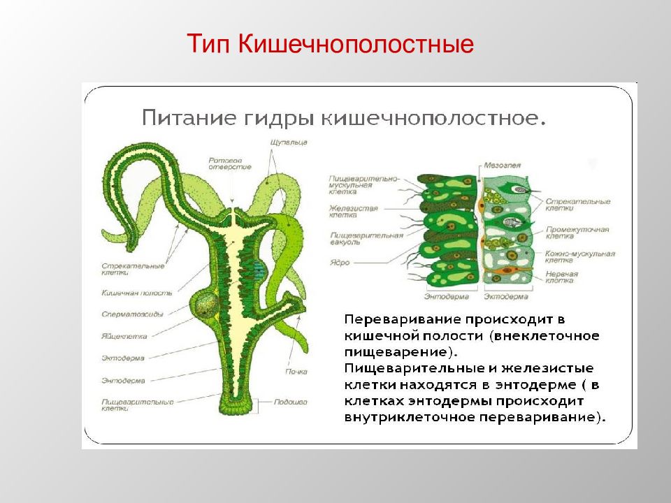 Презентация 7 класс кишечнополостные