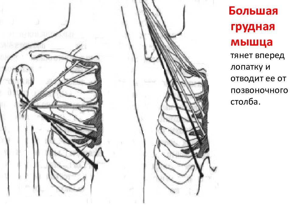 Потянула мышцу лопатки. Большая грудная. Мышца поднимающая лопатку анатомия. Большая рукоятка грудины.