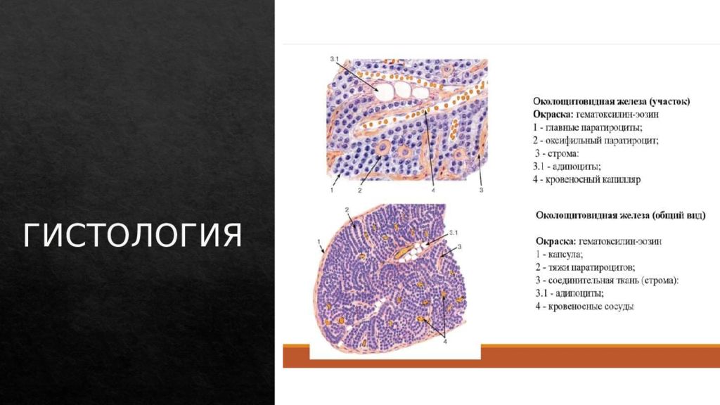 Паращитовидные железы презентация