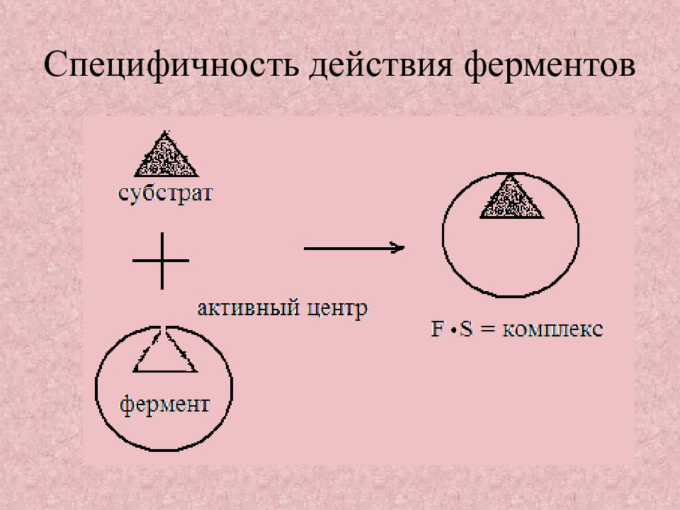 Специфическое действие ферментов. Специфичность действия ферментов. Виды специфичности действия ферментов. Относительная специфичность ферментов. Специфичность действия ферментов виды специфичности.