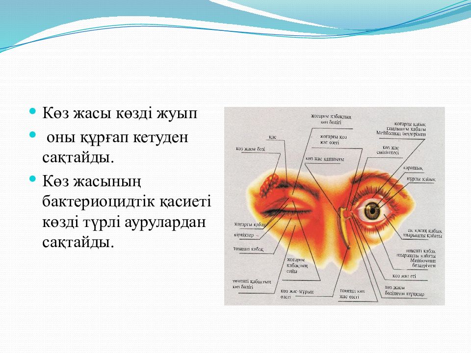 Орган зрения тест 8 класс биология