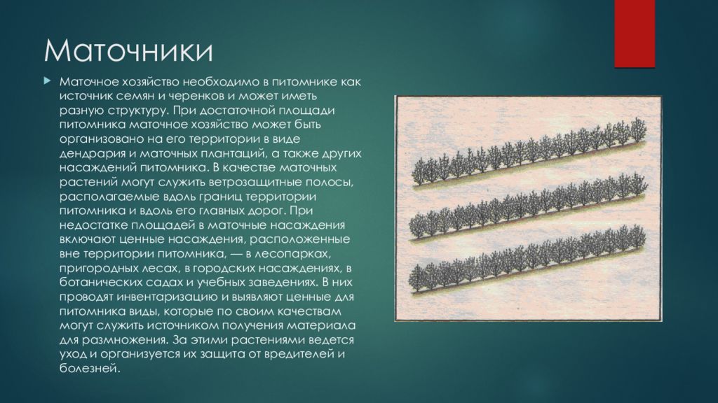 Необходимыми в хозяйстве. Маточник в питомнике. Маточное хозяйство. Структура маточного хозяйства. Бизнес план маточно черенковый сад.