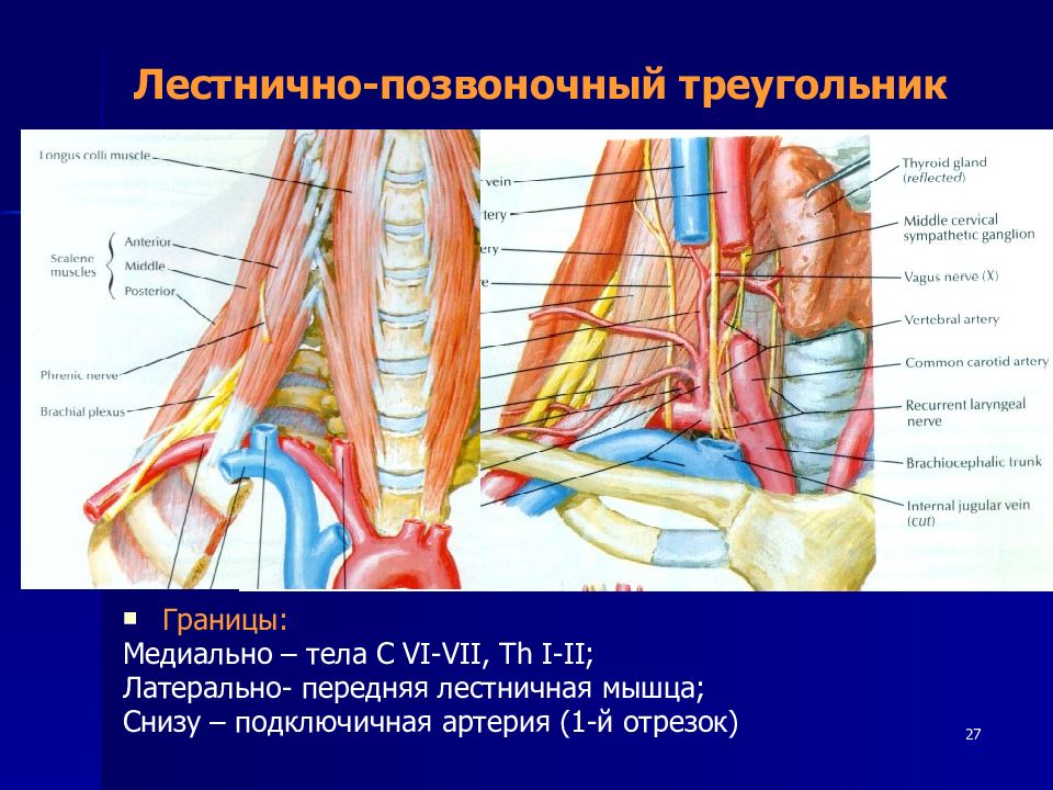 Соединение тканей топографическая анатомия. Топографическая анатомия лестнично-позвоночного треугольника. Подключичная артерия и мышца. Лестничнопощвоночный треугольник. Подключичная артерия межлестничное пространство.