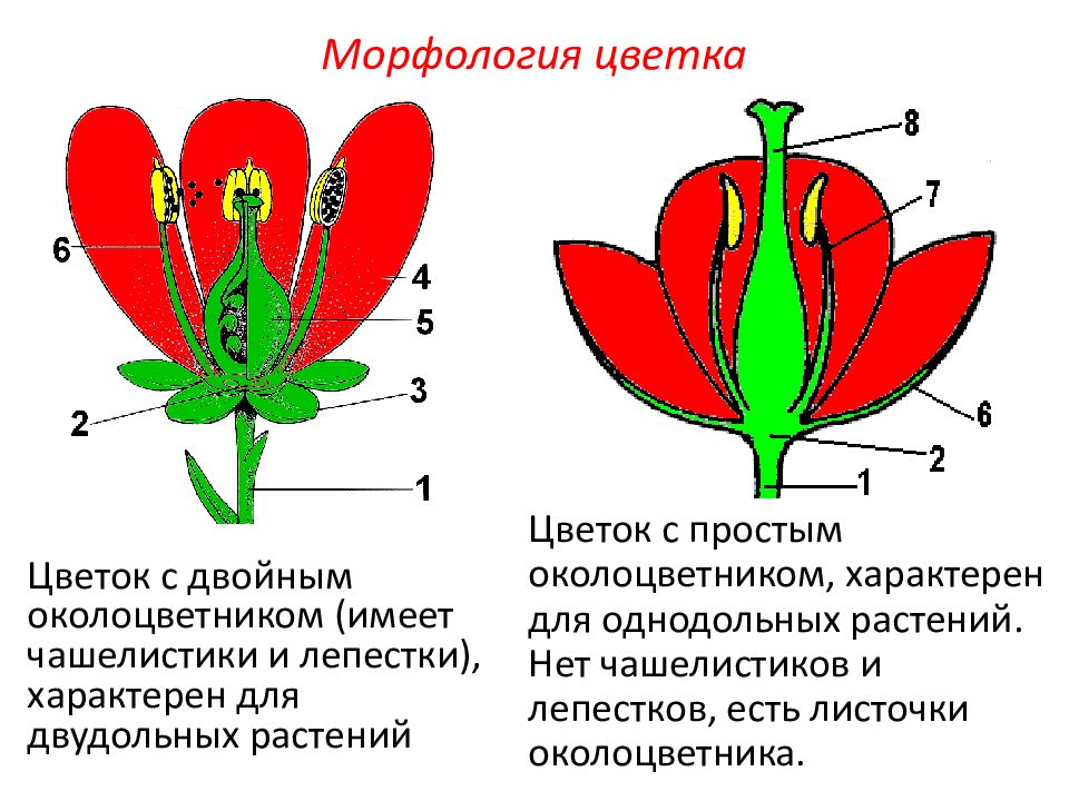 Генеративные органы функции. Строение цветков с двойным и простым околоцветником. Схема строения цветка с простым околоцветником. Строение цветка с простым околоцветником. Строение цветка с простым околоцветником и с двойным околоцветником.