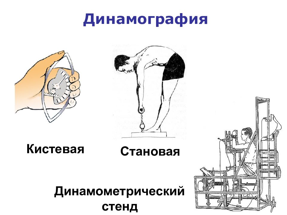 Динамометрия. Динамография. Динамография метод исследования. Динамография кистевая. Кистевая и становая динамография.