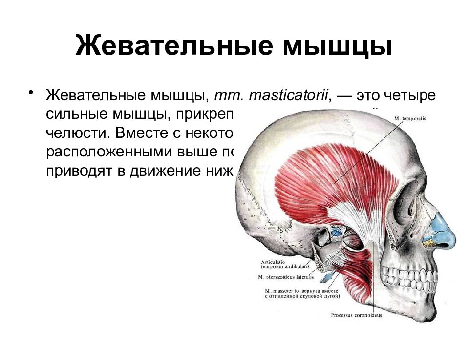 Жевательные мышцы схема