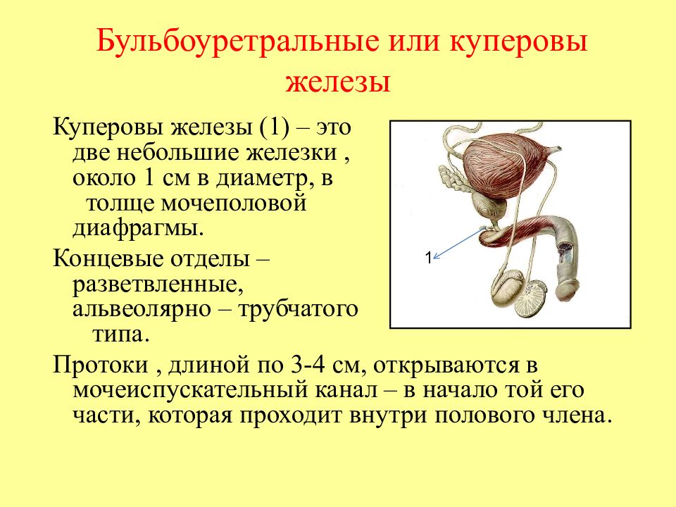 Схема мочевого пузыря и простаты