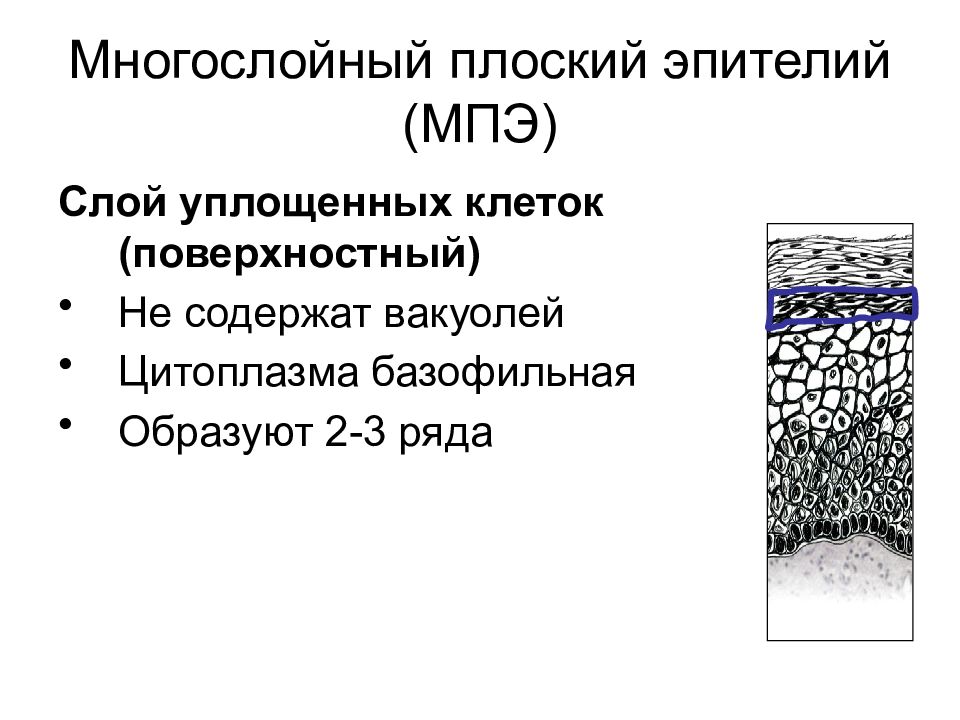 Поверхностный слой материала. Слои многослойного эпителия. Ядра клеток поверхностного слоя многослойного эпителия. Многослойный ороговевающий эпителий поверхностный слой. Плоский эпителий поверхностных слоев.