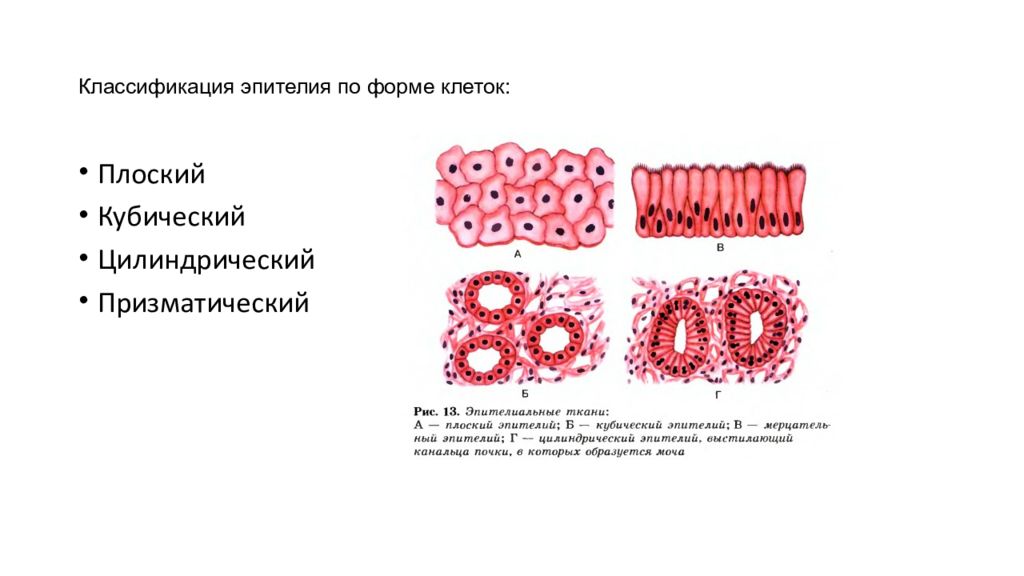 Эпителий клетки цилиндрического эпителия слизь. Однослойный цилиндрический эпителий строение. Однослойный плоский эпителий Тип клеток. Классификация эпителиальной ткани по форме. Клетки цилиндрического однослойного эпителия.