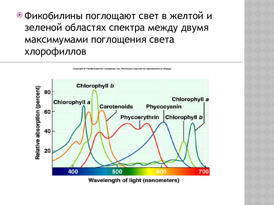 Спектр поглощения каротиноидов. Спектр поглощения растительных пигментов. Спектры поглощения ксантофилла. Хлорофиллы поглощают свет