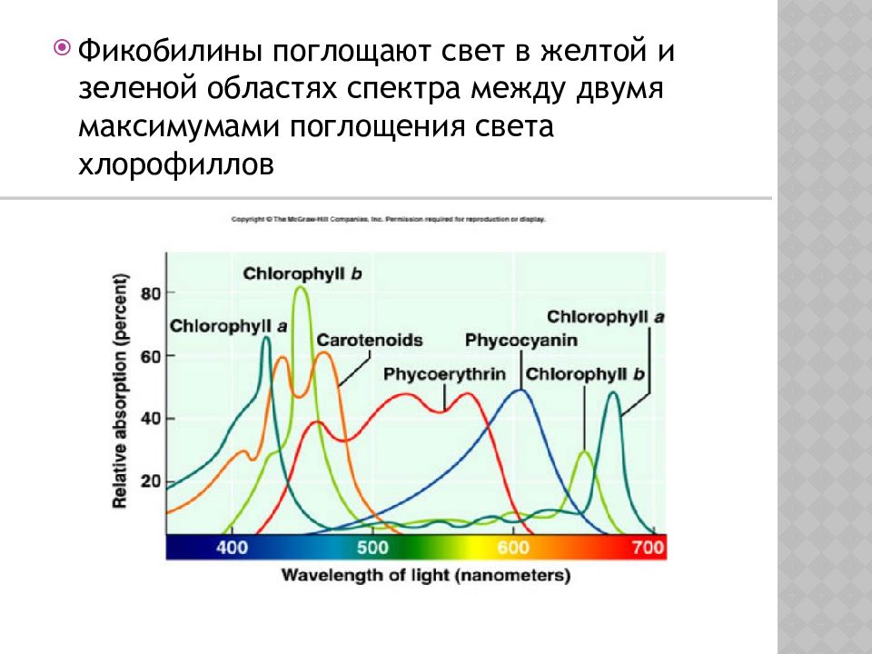 Пигменты фотосинтеза. Спектр поглощения каротиноидов. Спектр поглощения хлорофилла. Спектры поглощения фотосинтетических пигментов. Спектры поглощения пигментов растений.