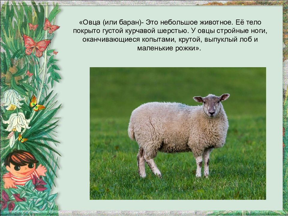 План сообщения о домашнем сельскохозяйственном животном