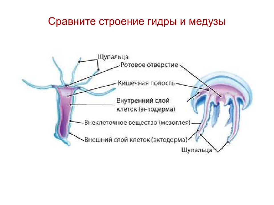 Подпишите обозначенные на рисунке части тела полипа и медузы