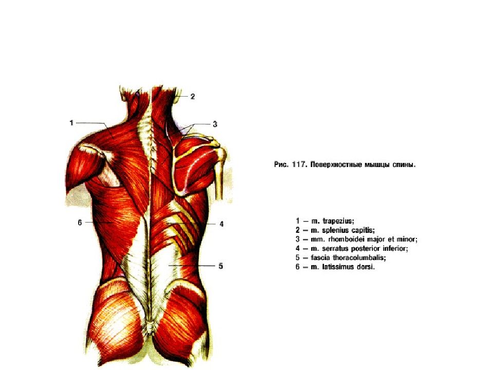 Поверхностные мышцы спины. Поверхностные мышцы спины второй слой. Мышцы спины и задней области шеи поверхностные слои. Поверхностные мышцы спины поверхностный слой. Поверхностные мышцы спины анатомия Федюкович.