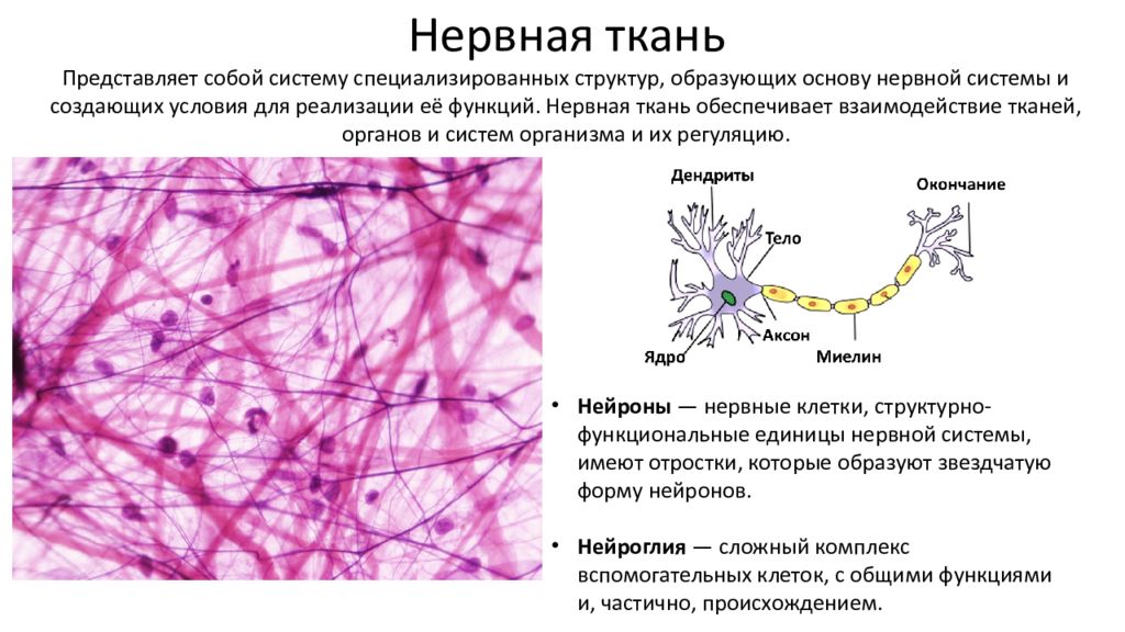 Специализированная клетка. Нервная клетка под микроскопом описание. Что представляет собой нервная ткань. Дифференцировка нервной ткани. Нервная ткань представлена.