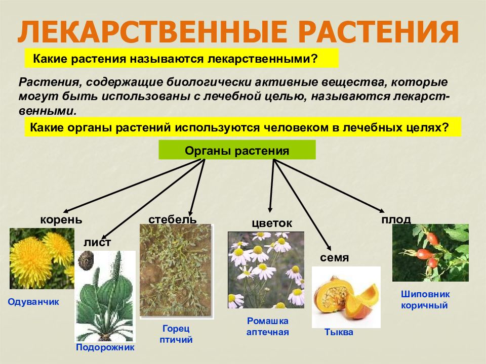 Лекарственные растения и их применение в медицине презентация