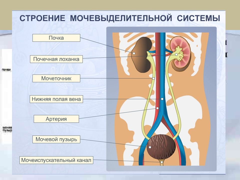 Мочеполовая система человека презентация