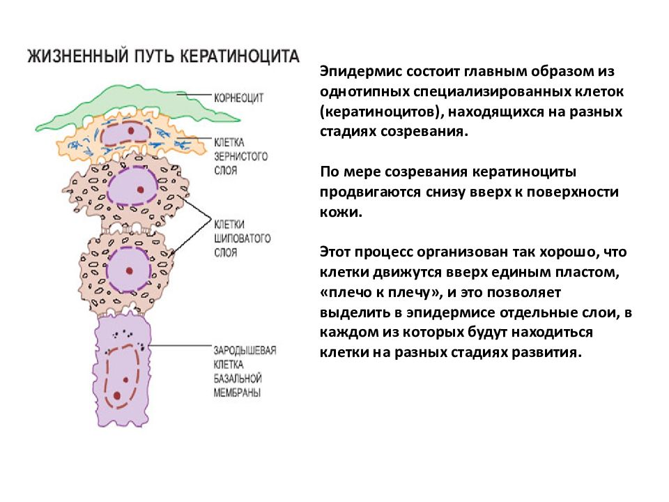 Кроме клеточного. Клетки эпидермиса кератиноциты. Кератиноциты дифференцировка. Кератиноциты эпидермиса функции. Кератиноциты кожи функции.