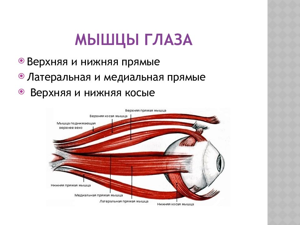 Глазодвигательный нерв мышцы. Мышцы глазного яблока анатомия функции. Нижняя косая мышца глазного яблока функция. Строение мышц глазного яблока. Строение глаза мышцы глаза анатомия.