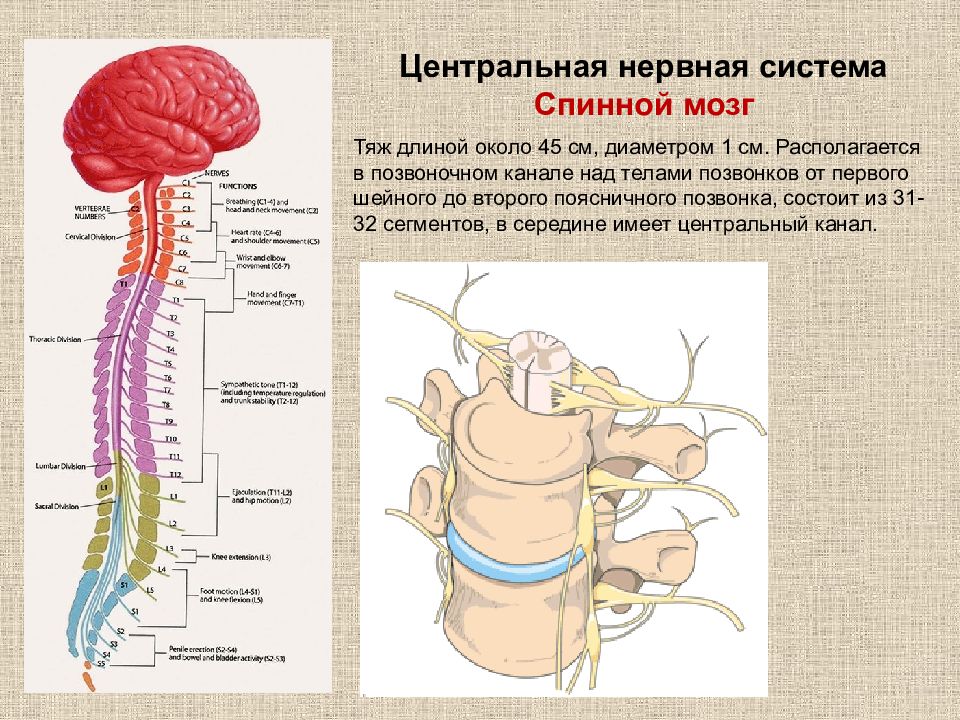 В состав центральной нервной системы входят