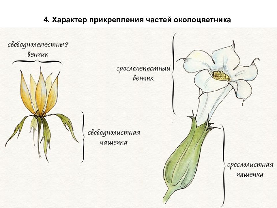 Части околоцветника цветка