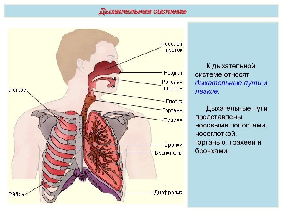 Дыхательная система человека состоит из дыхательных путей и легких стенки дыхательных путей не