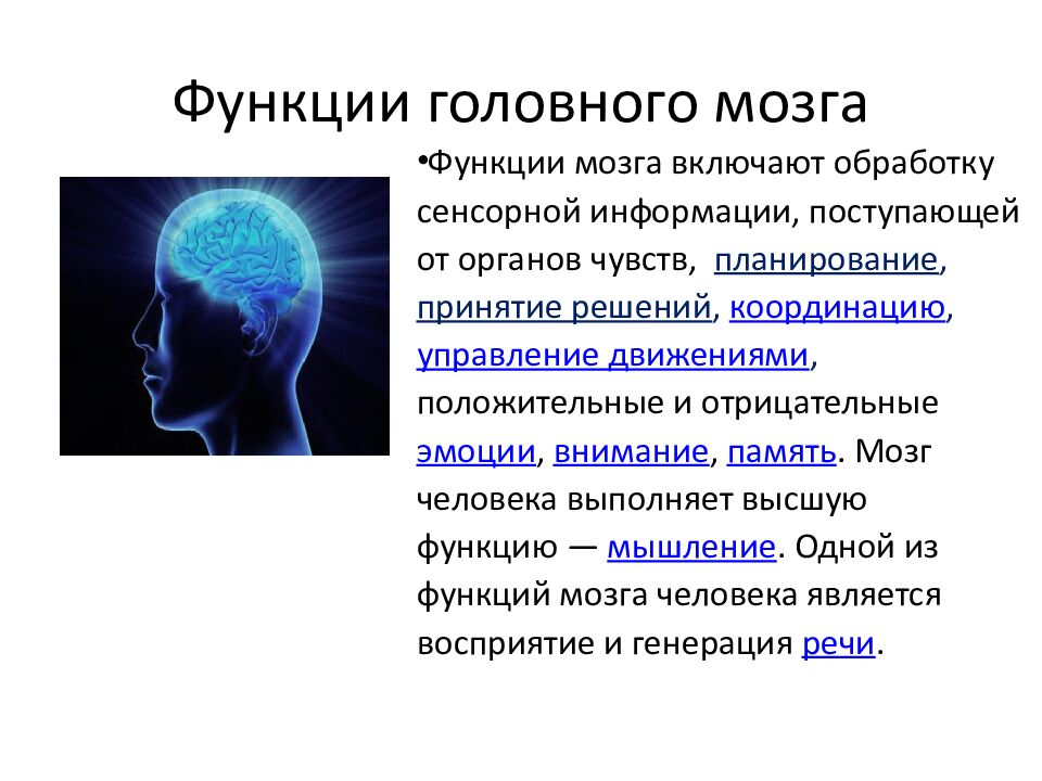Функции головного мозга