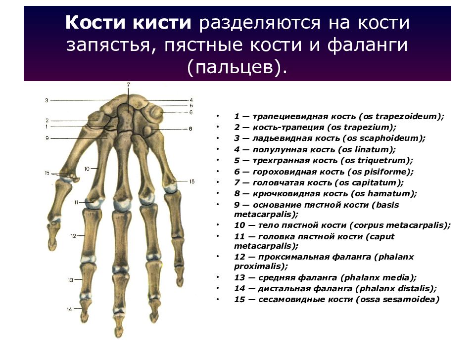 Гороховидная кость фото