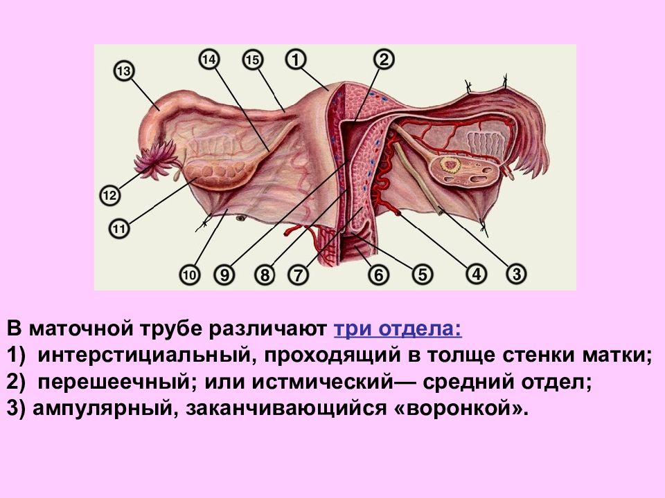 Маточные трубы рисунок анатомия