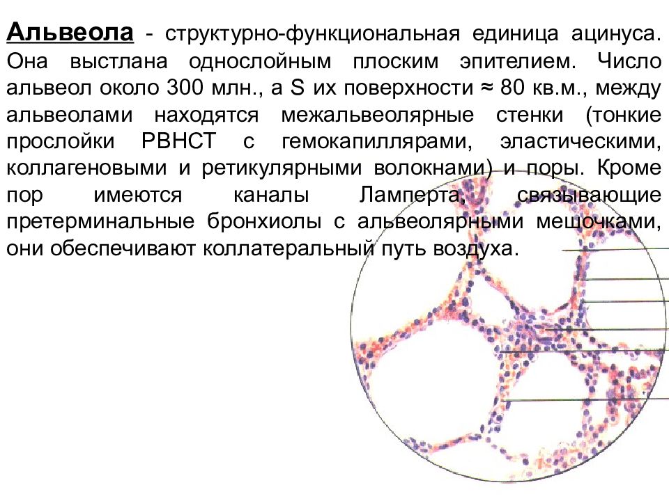 Для описания расчетной схемы паренхимы до деформации вносят допущение о том что все альвеолы