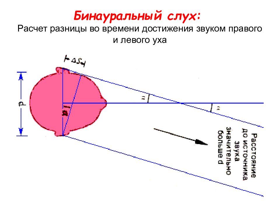 Бинауральный слух физиология схема