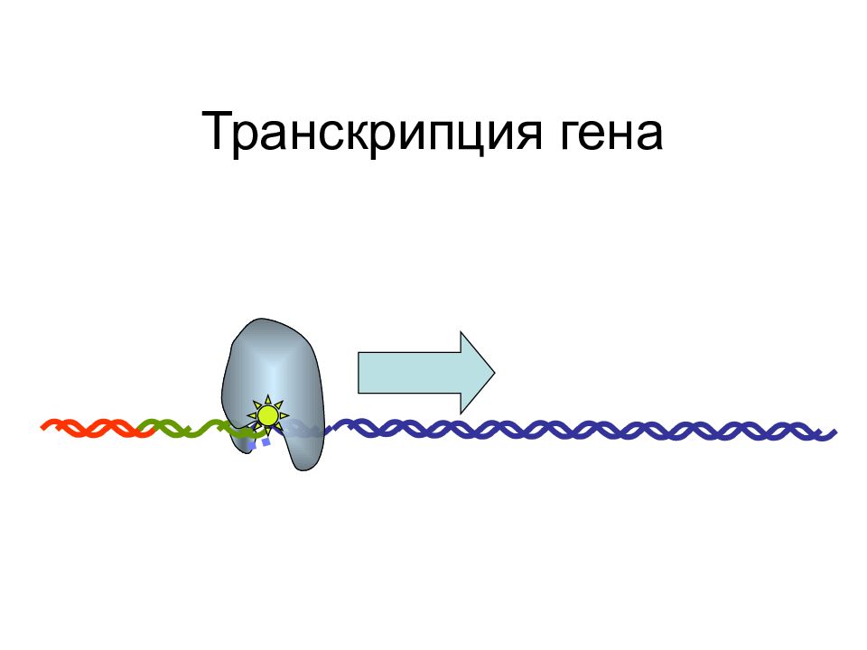 Hen транскрипция. Транскрипция Гена. Транскрипция генов. Усиление транскрипции генов биохимия картинка.