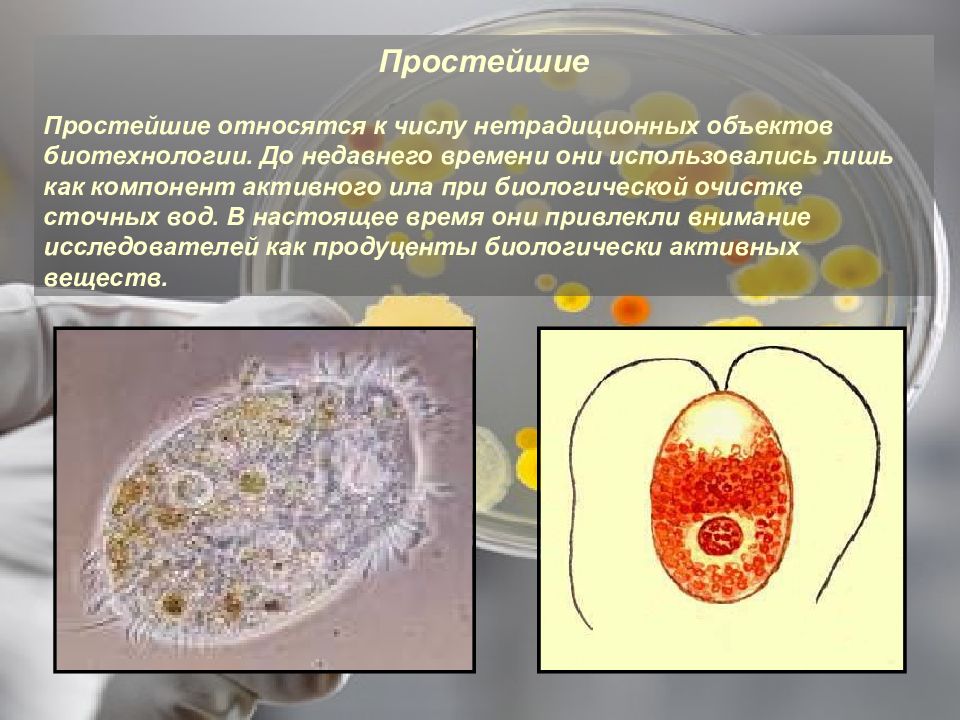 Что является простейшим элементом