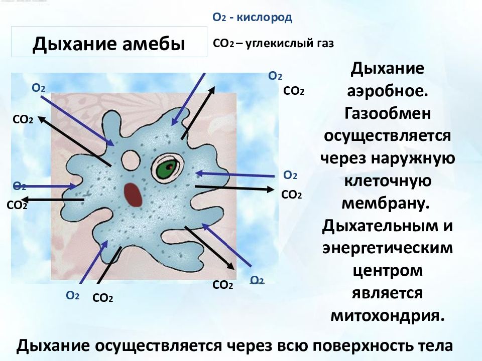 Какой процесс жизнедеятельности амебы представлен на рисунке