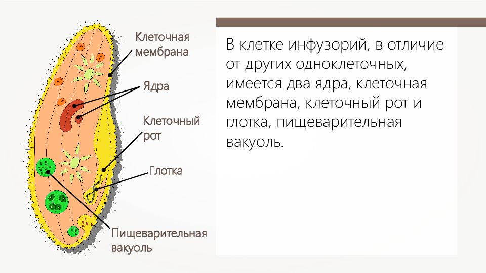 Какова роль клетки в одноклеточном организме