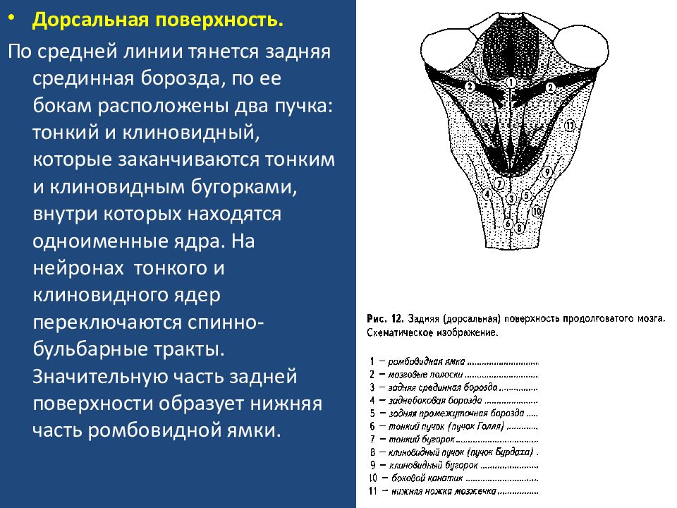 Мост презентация анатомия