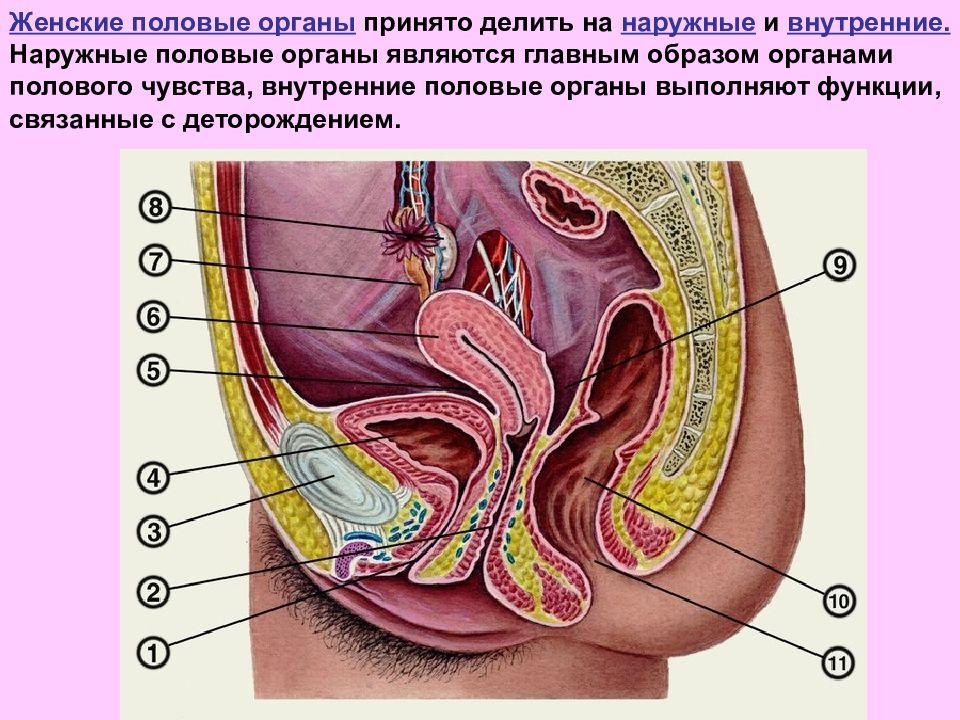 Женские половые органы в картинках