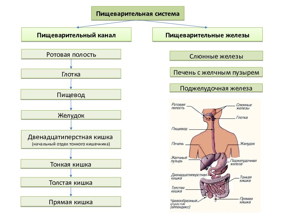 Процессы пищеварения отделы пищеварительного канала