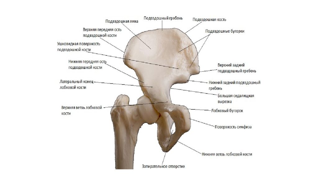 Подвздошной кости 2. Подвздошная кость (os Ilium). Задняя верхняя подвздошная ость. Анатомическое образование подвздошной кости. Гребни крыльев подвздошных костей.