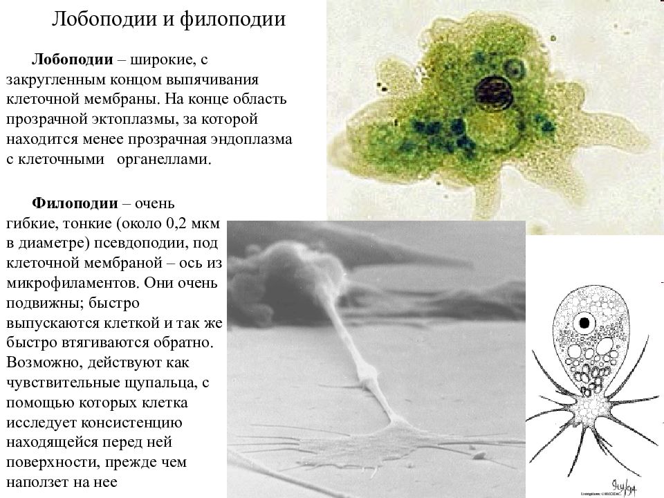Виды псевдоподий. Псевдоподии ризоподии. Лобоподии псевдоподии. Строение псевдоподий. Псевдоподии у простейших.