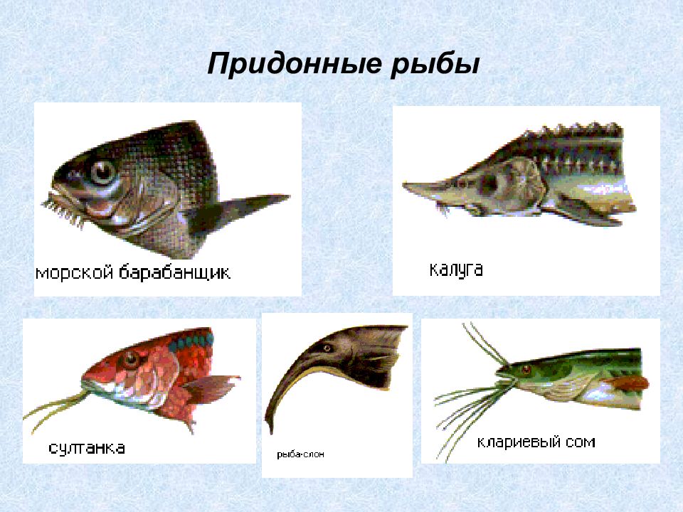 Презентация хордовые рыбы