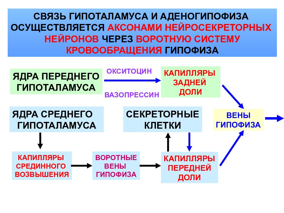 Классификация гормонов презентация