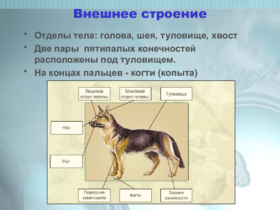 Презентация на тему внутреннее строение млекопитающих