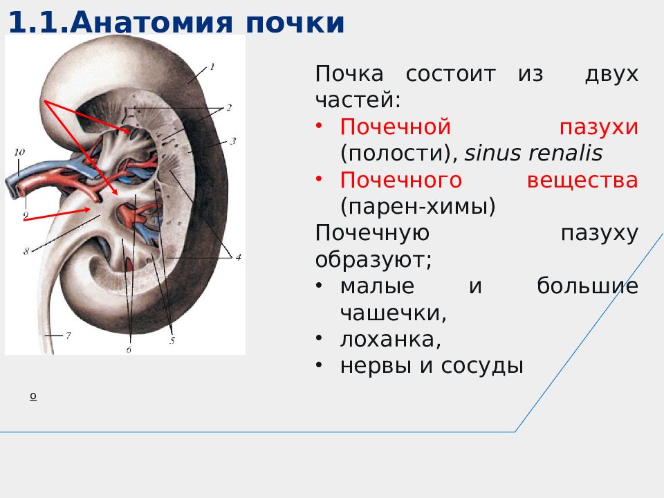 Анатомическая структура образующая стенку почечной пазухи