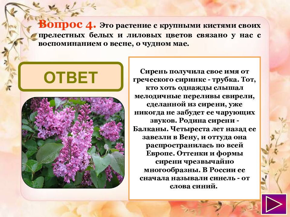 Сирень текс. Текст описание про сирень. Загадка с ответом сирень. Интересные факты о сирени. Сирень текст.