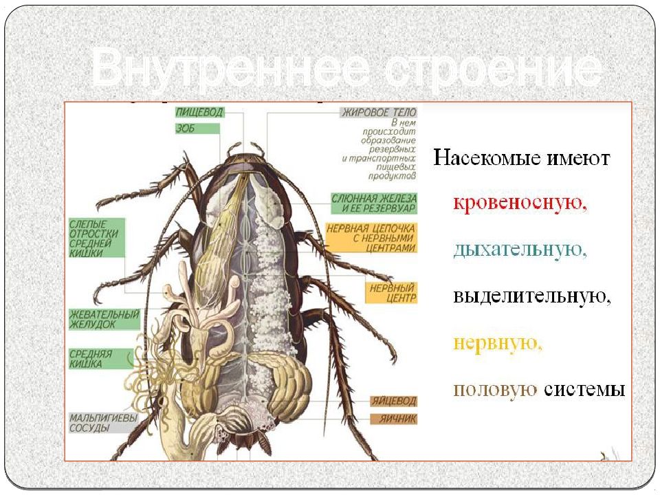 Таракан строение рисунок